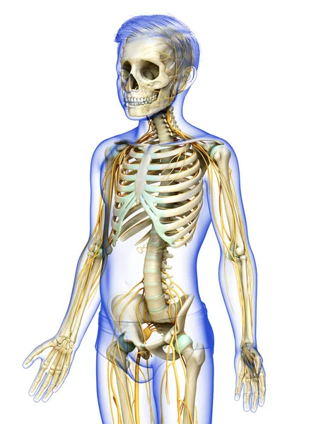 Renderizado Ilustración Médicamente Precisa Sistema Nervioso Niño Sistema Esquelético —  Fotos de Stock