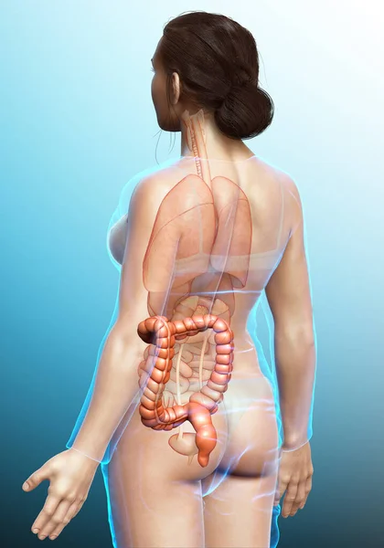 Renderizado Ilustração Medicamente Precisa Anatomia Intestino Grosso Feminino — Fotografia de Stock