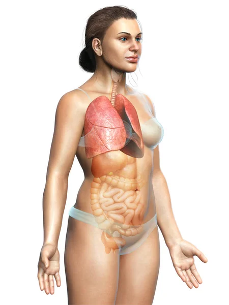 Renderizado Ilustração Medicamente Precisa Uma Anatomia Pulmonar Feminina — Fotografia de Stock