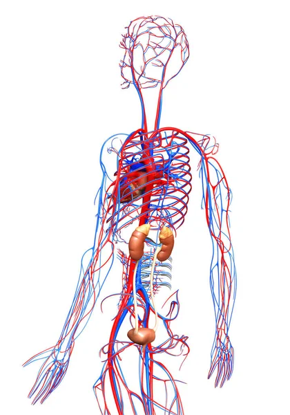 Weergegeven Medisch Nauwkeurige Illustratie Van Nieren Bloedsomloop — Stockfoto