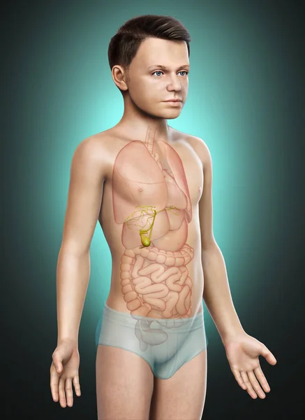 Gerenderte Medizinisch Korrekte Illustration Der Organe Des Kleinen Jungen Gallenblase — Stockfoto