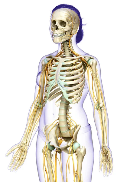 Оказана Медицинская Точная Иллюстрация Женской Нервной Системы Скелетной Системы — стоковое фото