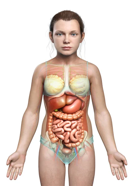 Renderizado Ilustração Medicamente Precisa Jovem Menina Sistema Digestivo Coração — Fotografia de Stock