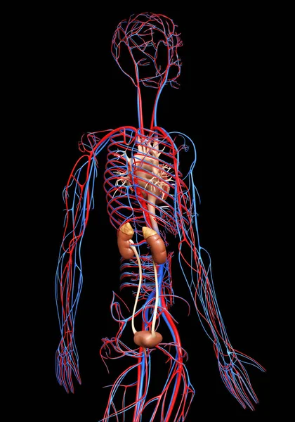 Rendu Illustration Médicalement Exacte Des Reins Appareil Circulatoire — Photo