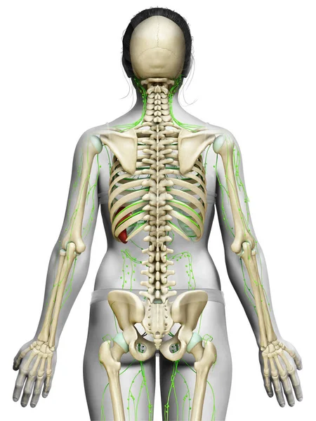 Gjorde Medicinskt Korrekt Illustration Ett Kvinnligt Lymfsystem — Stockfoto