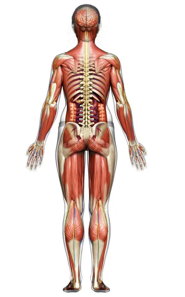 Lékařsky Přesné Ženské Anatomie Stock Obrázky