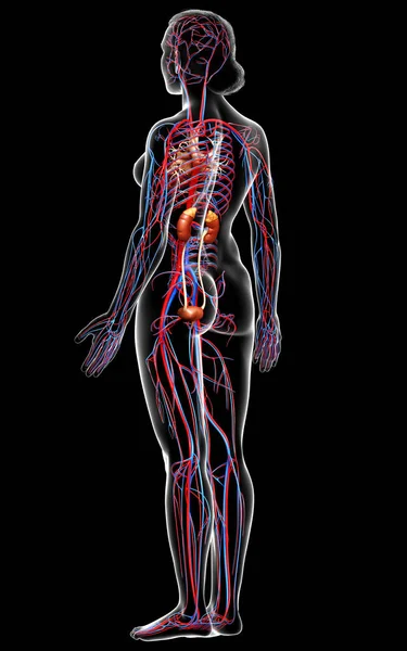 3Dレンダリング 女性の腎臓と循環器系の医学的に正確なイラスト ストック写真