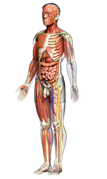 Lékařsky Přesné Mužské Anatomie Stock Snímky