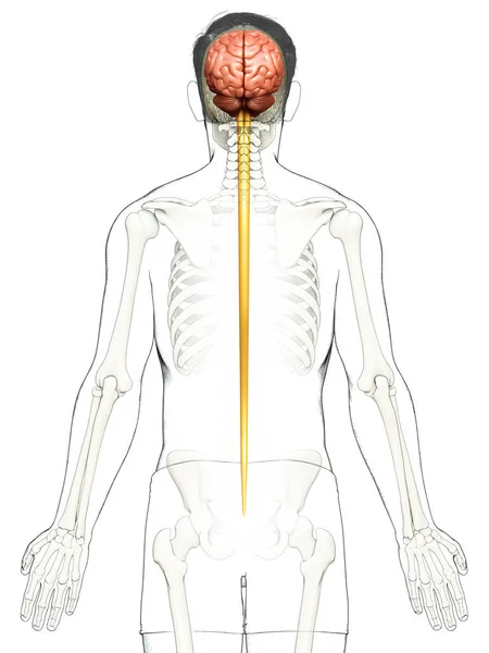 Lékařsky Přesná Ilustrace Mužského Mozku Stock Fotografie