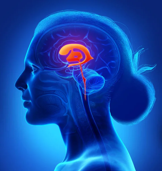 ⬇ Скачать картинки The amygdala, стоковые фото The amygdala в хорошем  качестве | Depositphotos