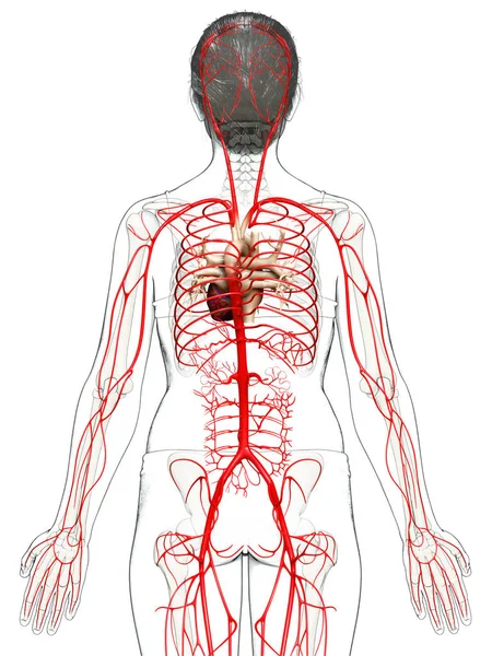 Καθιστούν Ιατρικά Ακριβή Απεικόνιση Των Γυναικείων Αρτηριών Εικόνα Αρχείου