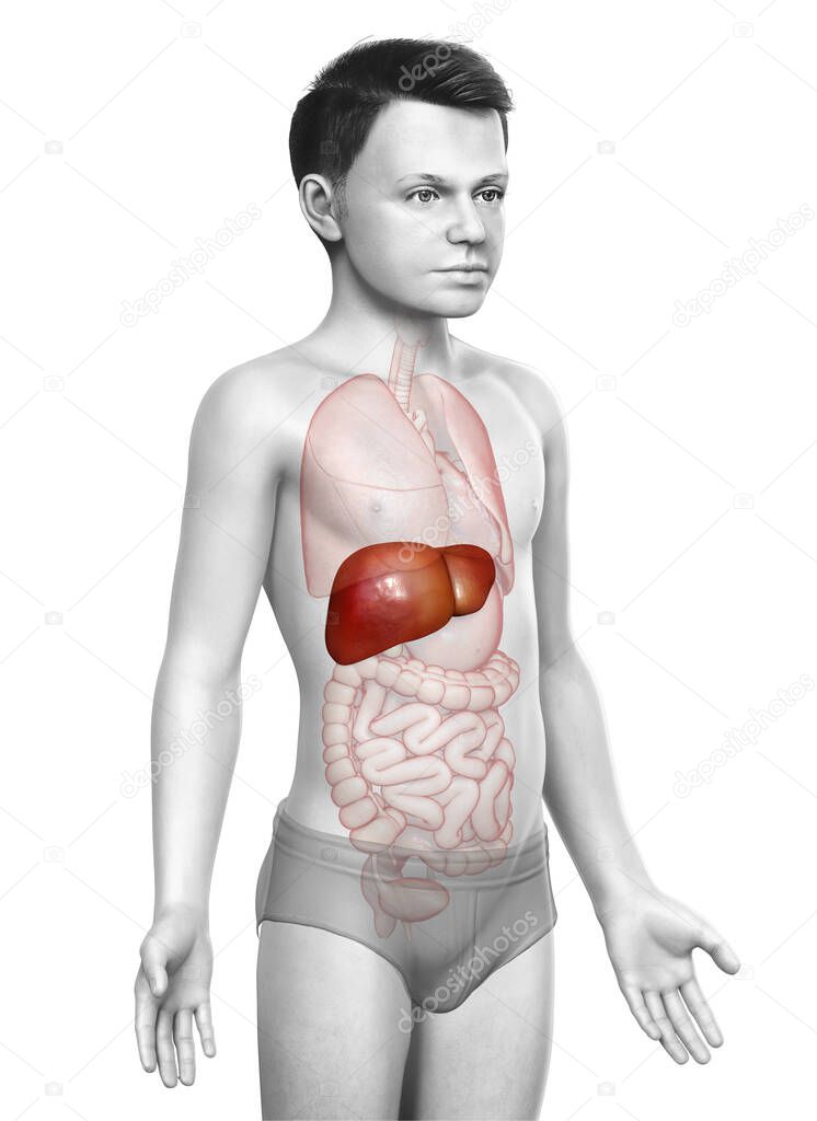 3d rendered, medically accurate illustration of  young boy Liver Anatomy