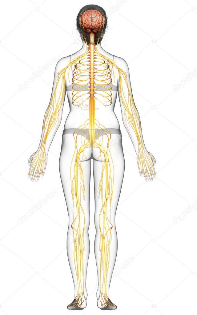 3d rendered medically accurate illustration of a female nervous system