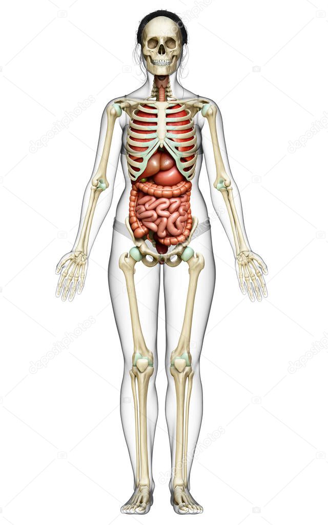3d rendered medically accurate illustration of female  Internal organs and skeleton syste