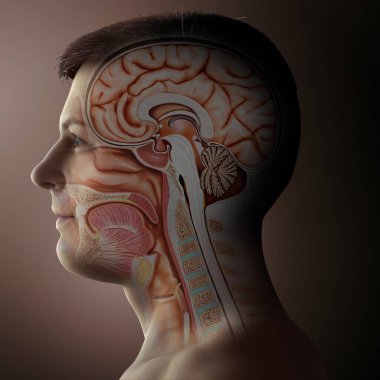 Erkek kafasının çapraz kesişiminin 3D, tıbbi olarak doğru çizimi