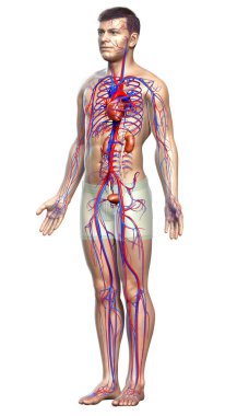 Böbreklerin ve dolaşım sisteminin 3 boyutlu, tıbben doğru çizimi