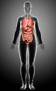 3D tıbbi olarak kadın iç organlarının doğru çizimi 