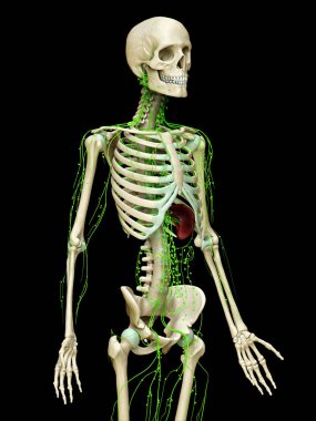 3D lenfatik sistemin tıbben doğru çizimi