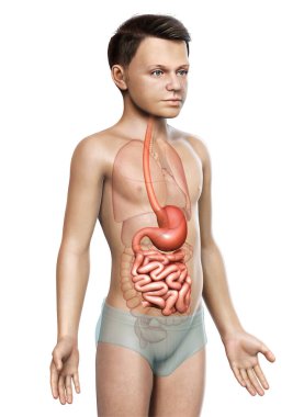 3 boyutlu, tıbbi olarak genç bir çocuğun midesinin ve ince bağırsağının tam bir örneği.