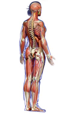 3D, tıbbi olarak kadın anatomisini doğruluyor.