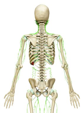 3D lenfatik sistemin tıbben doğru çizimi