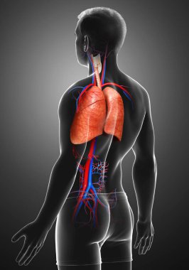 Erkek akciğer anatomisinin 3 boyutlu, tıbben doğru bir örneği.