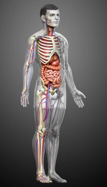 3D, erkek iç organlarının, iskeletinin ve dolaşım sisteminin tıbben doğru bir çizimi.