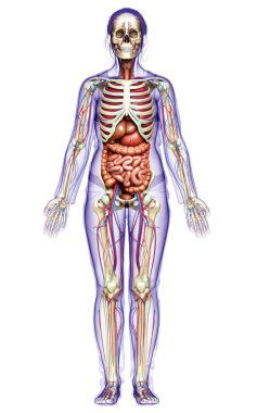 3D, kadın iç organlarının, iskeletinin ve dolaşım sisteminin tıbben doğru bir çizimi.