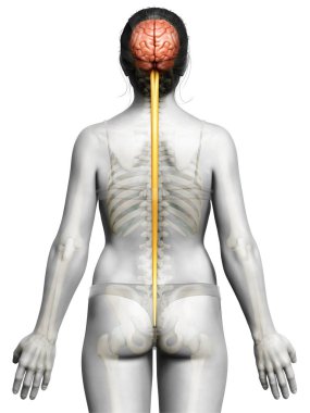 3D, beynin tıbben doğru bir çizimi.