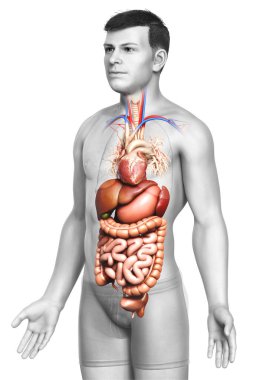 3D, erkek sindirim sisteminin ve kalbinin tıbben doğru bir gösterimi.