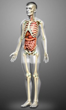 3D, erkek iç organlarının ve iskelet sisteminin tıbben doğru çizimi.
