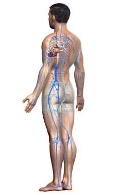 3D, erkek damar anatomisini tıbben doğru gösteriyor.