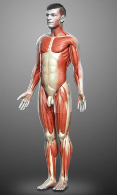 3D, erkek kas sisteminin tıbben doğru bir gösterimi.