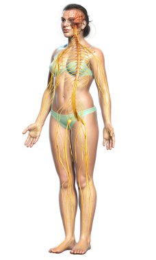 3D, tıbbi olarak bir kadın sinir sisteminin doğru bir örneği.