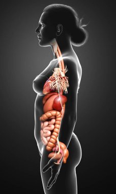 3D tıbbi olarak kadın iç organlarının doğru çizimi 