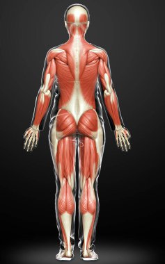 3D, kadın kas sisteminin tıbben doğru bir göstergesi.
