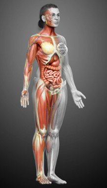 3D, tıbbi olarak kadın anatomisini doğruluyor.