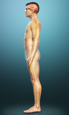 3D, bir erkek sinir sisteminin tıbbi olarak doğru bir gösterimi.