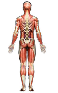 3D, tıbbi olarak erkek anatomisini doğruluyor.