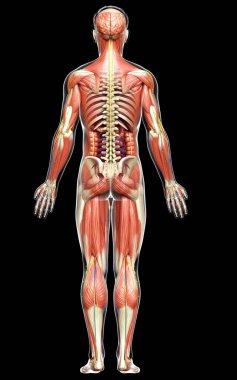 3D, tıbbi olarak erkek anatomisini doğruluyor.