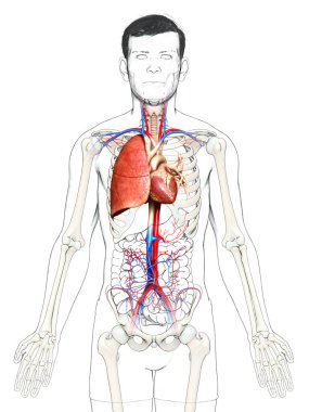 Erkek akciğer anatomisinin 3 boyutlu, tıbben doğru bir örneği.