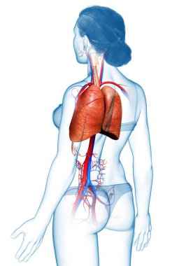 3 boyutlu, tıbbi olarak kadın akciğer anatomisini gösteriyor.