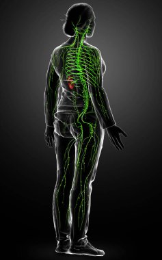 3D, tıbbi olarak bir kadın lenf sisteminin doğru bir çizimi.