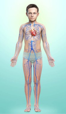 3D, damar anatomisini tıbben doğru gösteriyor.