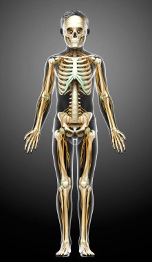 3D, genç bir çocuğun sinir sistemi ve iskelet sisteminin tıbben doğru bir gösterimi.