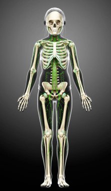 3D, genç bir kızın lenf sisteminin tıbben doğru bir çizimi.