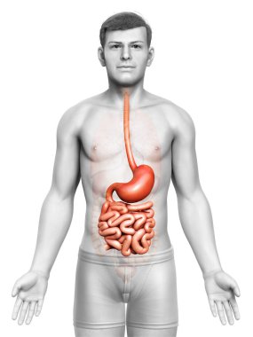 Erkek midesi ve ince bağırsağının 3 boyutlu, tıbben doğru bir çizimi.