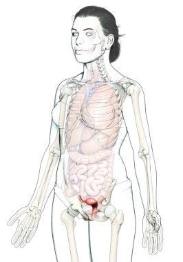 3D, kadın rahim anatomisinin tıbben doğru bir gösterimi.
