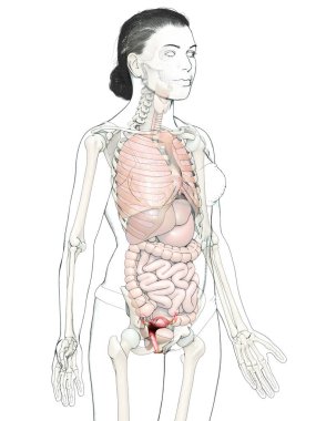 3D, kadın rahim anatomisinin tıbben doğru bir gösterimi.