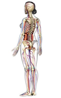 3D, kadın iç organlarının, iskeletinin ve dolaşım sisteminin tıbben doğru bir çizimi.